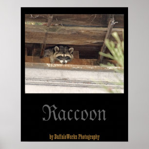 Roofie Raccoon Poster
