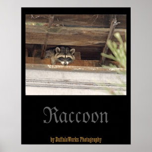 Roofie Raccoon Poster