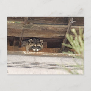 Roofie Raccoon Postkarte
