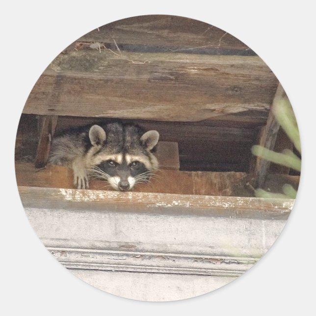 Roofie Raccoon Sticker (Vorderseite)