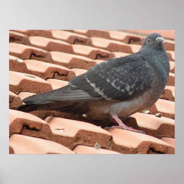 Rooftop-Taube Print Poster (Vorne)
