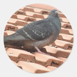 Rooftop-Taubenaufkleber Runder Aufkleber