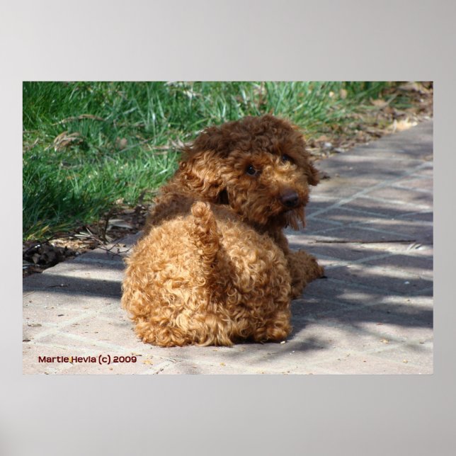 Rookie sieht nie zurück poster (Vorne)