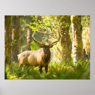 Roosevelt-Elch   Olympic-Nationalpark, Washington Poster