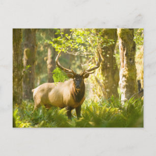 Roosevelt-Elch Olympic-Nationalpark, Washington Postkarte
