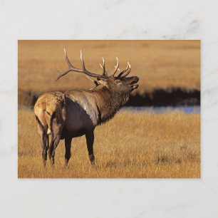Roosevelt-Elchbulle Wyoming Postkarte