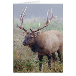 Roosevelt Elk Grazes au parc national Redwood