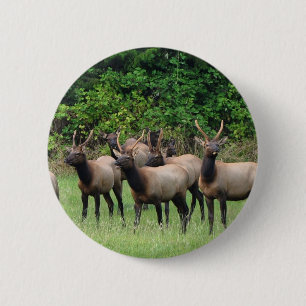 Roosevelt Elk Herd Button
