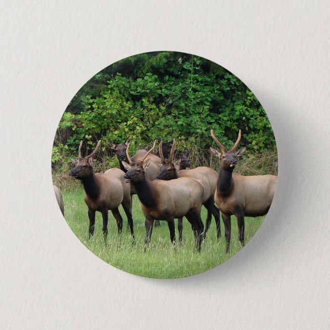 Roosevelt Elk Herd Button (Vorderseite)