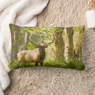Roosevelt Elk   Olympic-Nationalpark, Washington Lendenkissen
