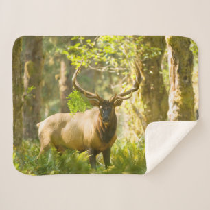 Roosevelt Elk   Olympic-Nationalpark, Washington Sherpadecke