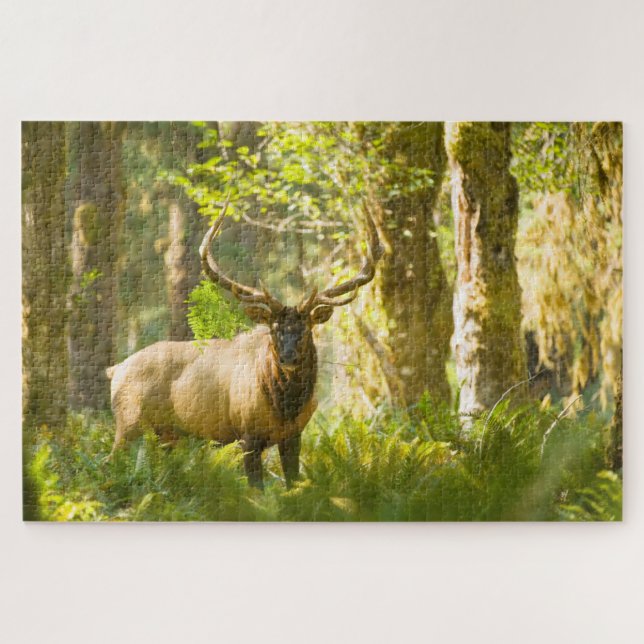 Roosevelt Elk | Olympischer Nationalpark, Washingt (Horizontal)