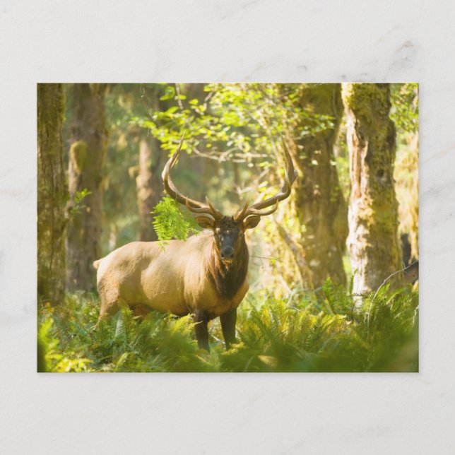 Roosevelt Elk | Olympischer Nationalpark, Washingt Postkarte (Vorderseite)