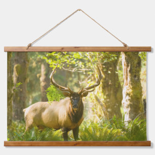 Roosevelt Elk   Olympischer Nationalpark, Washingt Wandteppich Mit Holzrahmen