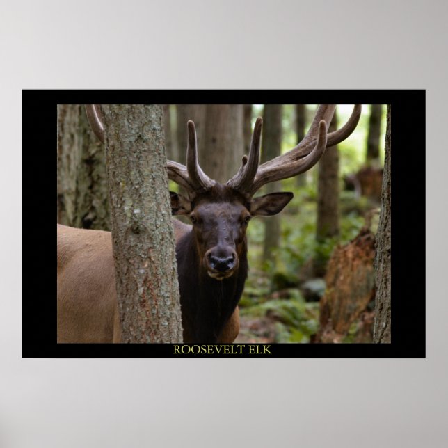 Roosevelt Elk Poster (Vorne)