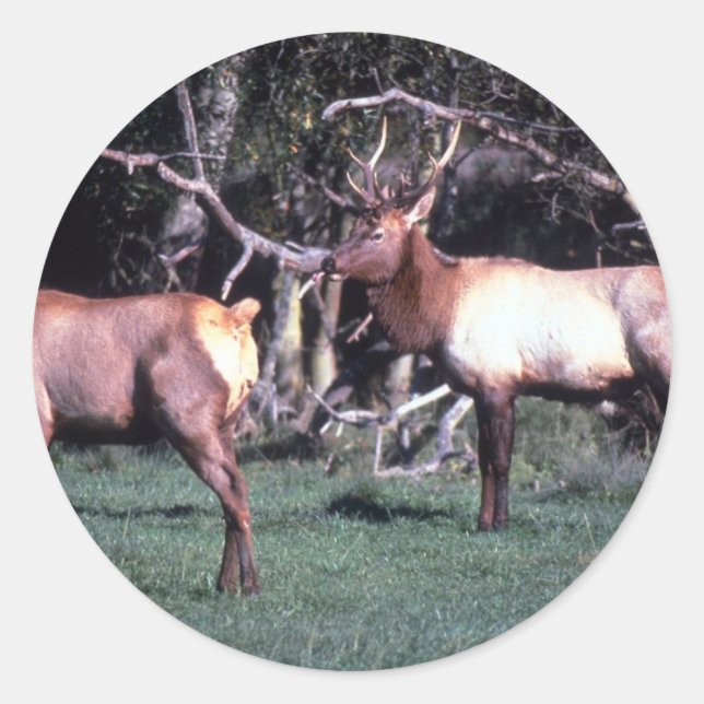 Roosevelt Elk Runder Aufkleber (Vorderseite)