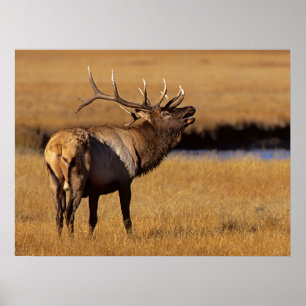 Roosevelt Eull Elk Wyoming Poster