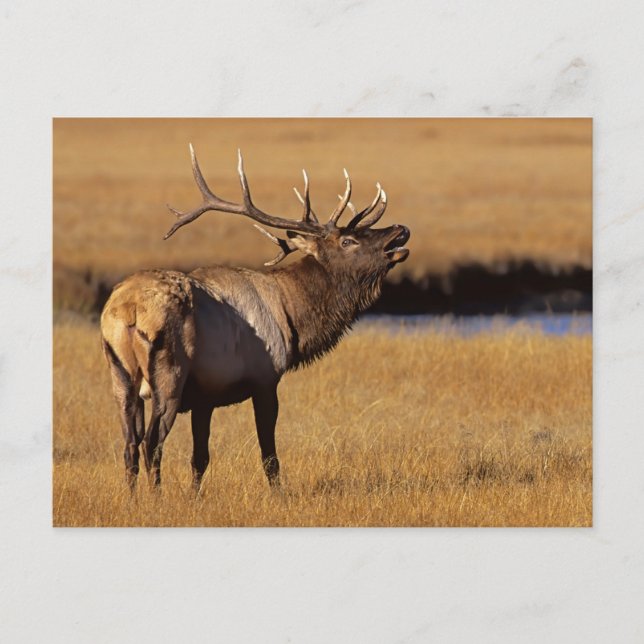 Roosevelt Eull Elk Wyoming Postkarte (Vorderseite)