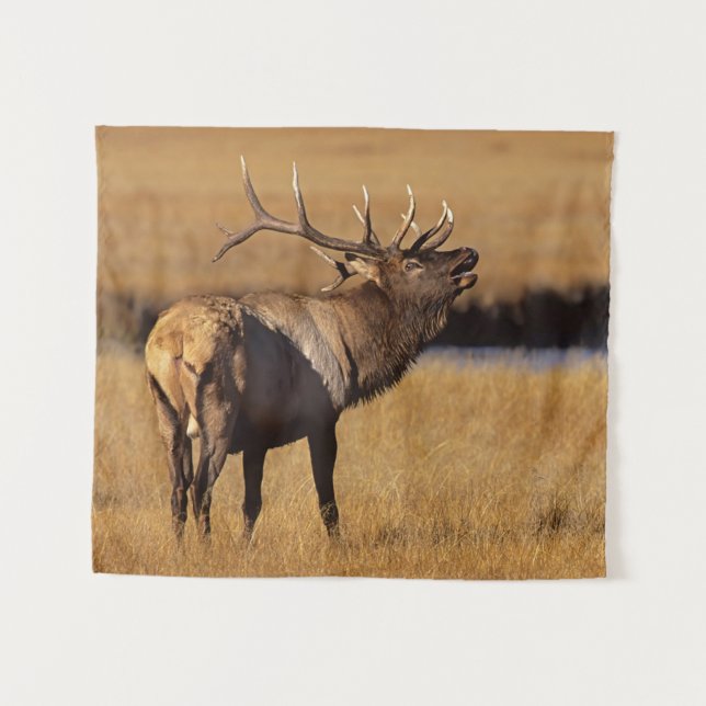Roosevelt Eull Elk Wyoming Wandteppich (Vorderseite (Horizontal))