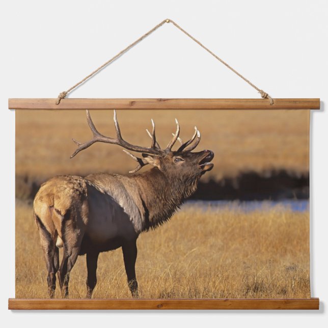 Roosevelt Eull Elk Wyoming Wandteppich Mit Holzrahmen (Vorne)