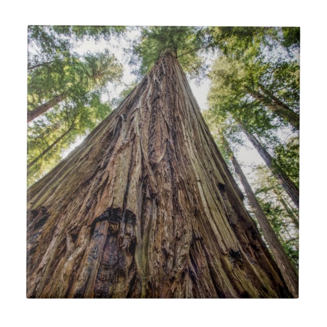 Roosevelt Fliese (Vorderseite)