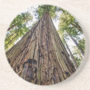 Roosevelt Getränkeuntersetzer