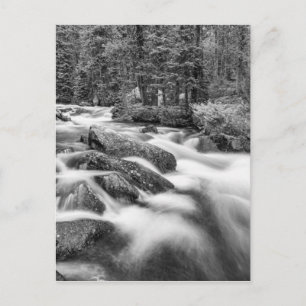 Roosevelt National Forest Stream Black and White Postkarte