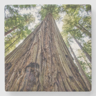 Roosevelt Steinuntersetzer