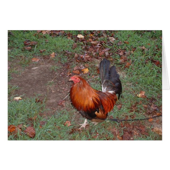 ROOSTER (Vorderseite (Horizontal))