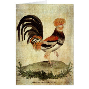 Rooster