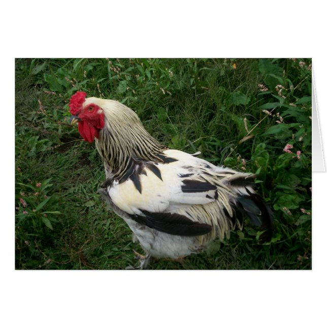 Rooster (Vorderseite (Horizontal))