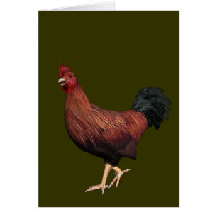 Rooster