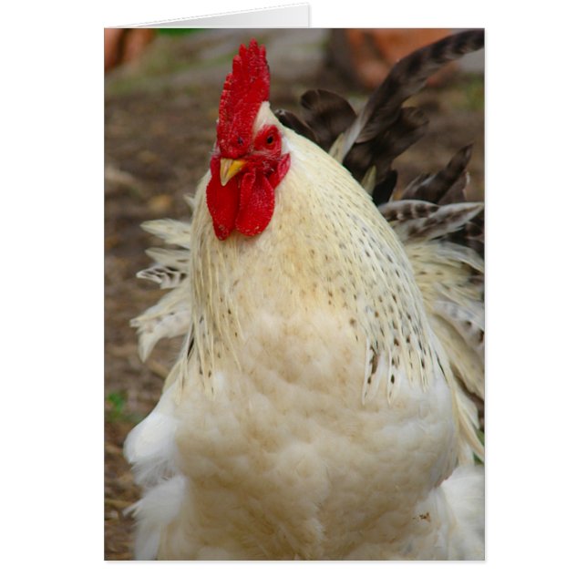 Rooster an einem windigen Tag (Vorne)