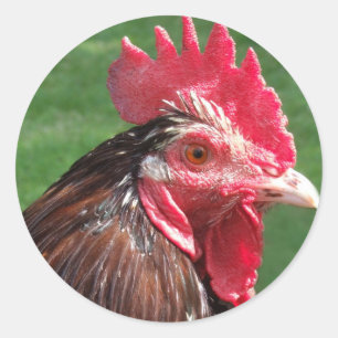Rooster-Aufkleber Runder Aufkleber