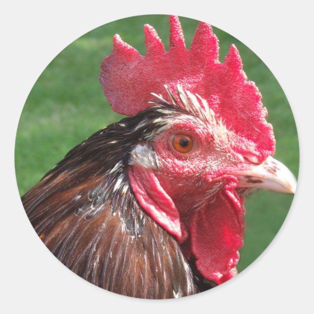Rooster-Aufkleber Runder Aufkleber (Vorderseite)