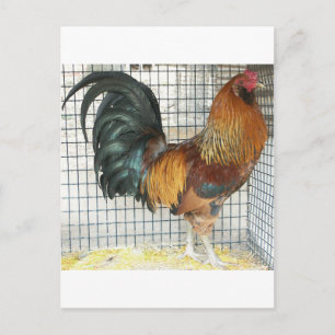 Rooster (Begriffsklärung) Postkarte