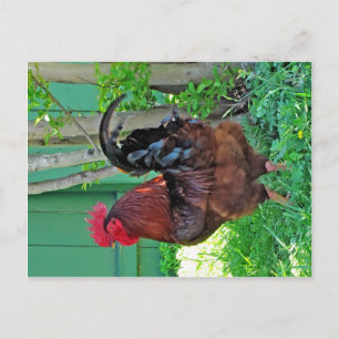 Rooster bei Texas 290 Diner, Johnson City, TX Postkarte