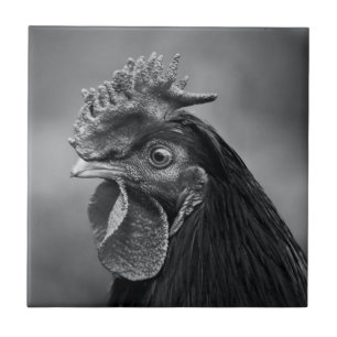 Rooster Black and White Fliese