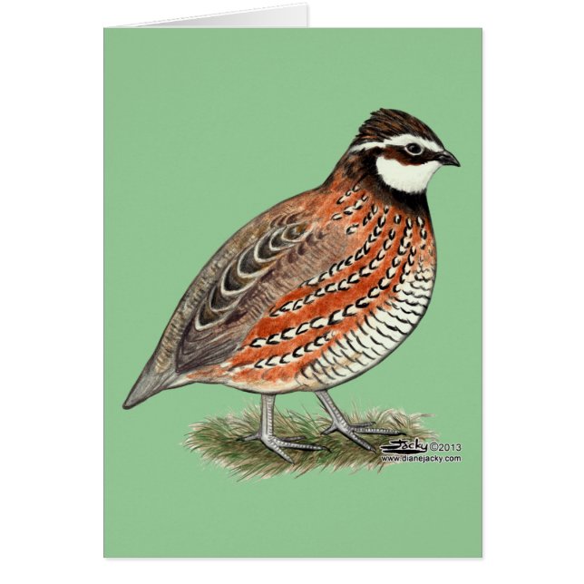 Rooster Bobwhite Quail (Devant)