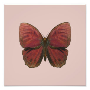 Rooster Butterfly Fotodruck