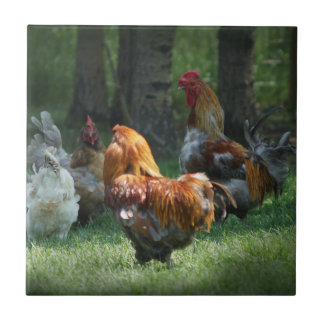 Rooster Chicken Art Roosters Hühner Vogelfarm  Fliese
