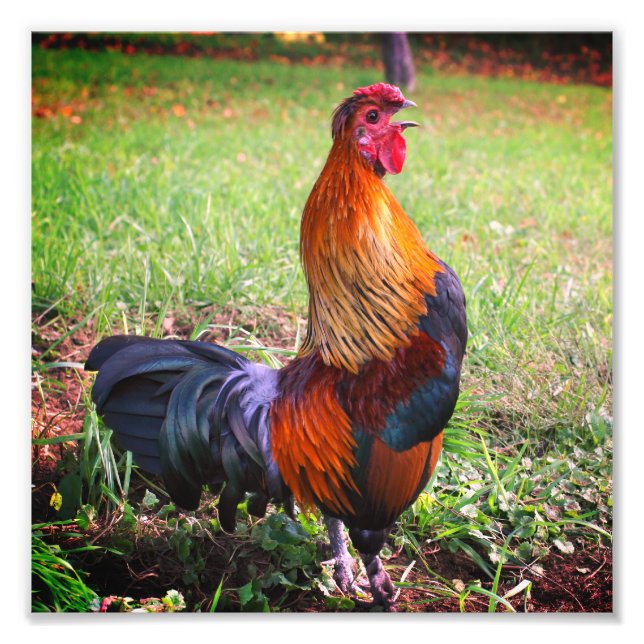 Rooster Crowing Farm Animal 8x8 Fotodruck (Vorne)
