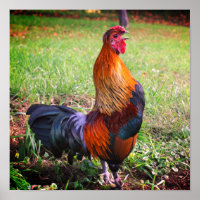 Rooster Crowing Farm Animal