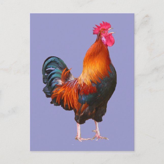 Rooster Crowing Postkarte (Vorderseite)