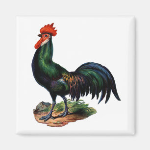 Rooster der antiken grünen Federn Magnet