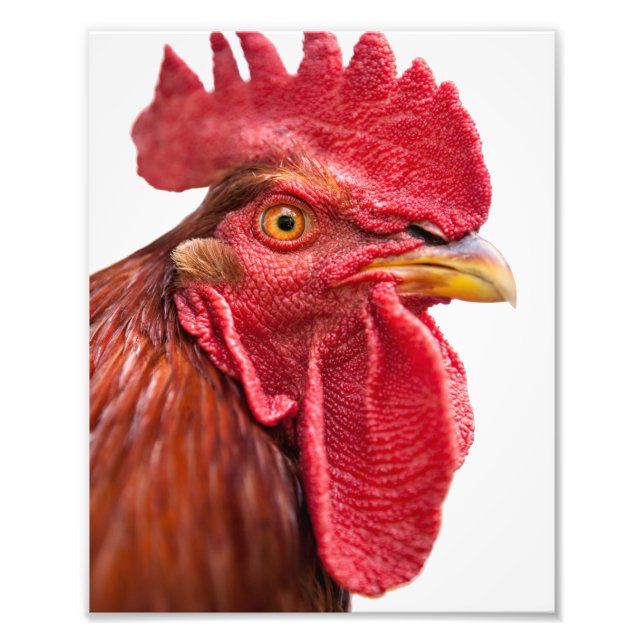 Rooster Face Fotodruck (Vorne)