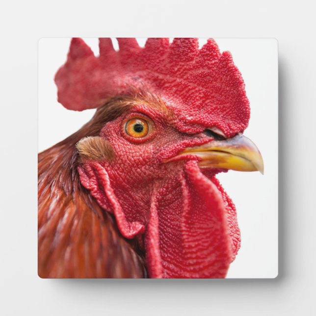 Rooster Face Fotoplatte (Vorderseite)