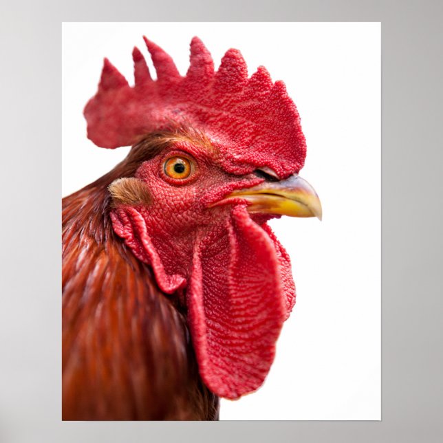 Rooster Face Poster (Vorne)
