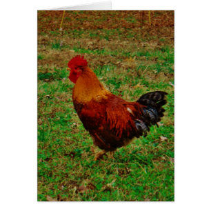 Rooster Facing Verlassen