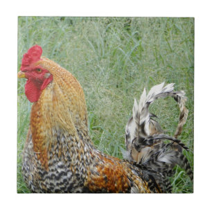 Rooster Fliese